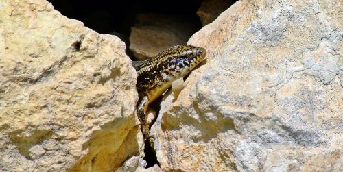 ocellated skink skink lizard