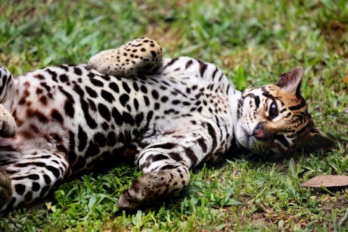 ocelot feline animal