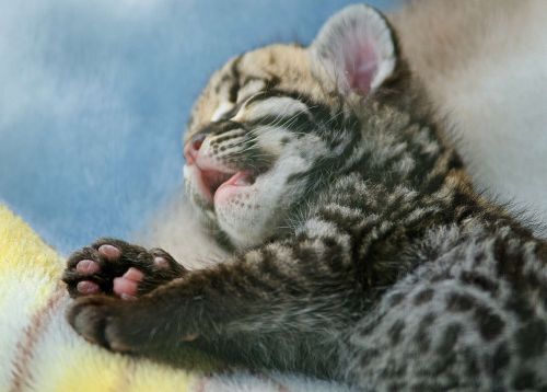 ocelot feline kitten