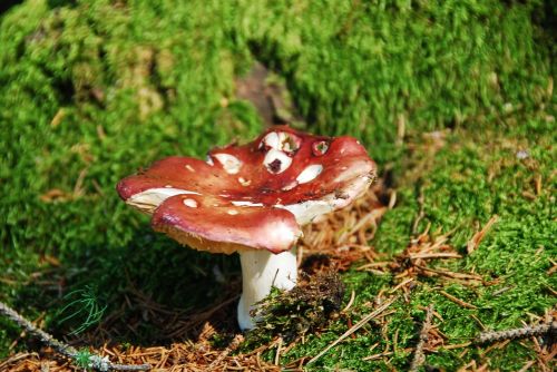 ockerblättriger zinnobertäubling mushroom red