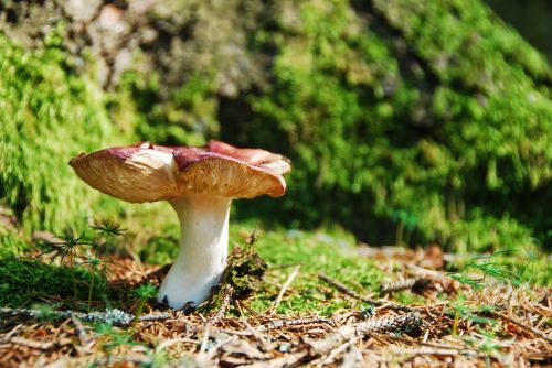 ockerblättriger zinnobertäubling mushroom red