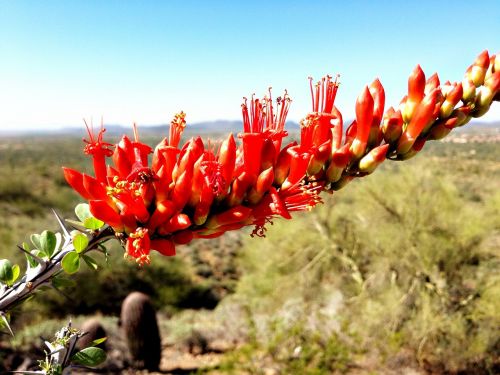 ocotillo desert arizona