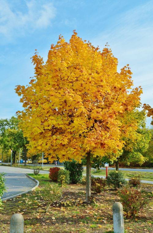 october autumn colours tree