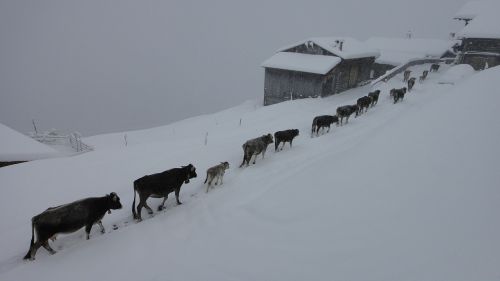 october autumn cattle