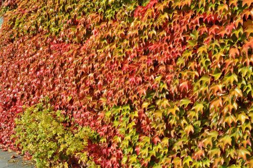 october vine leaves fall color