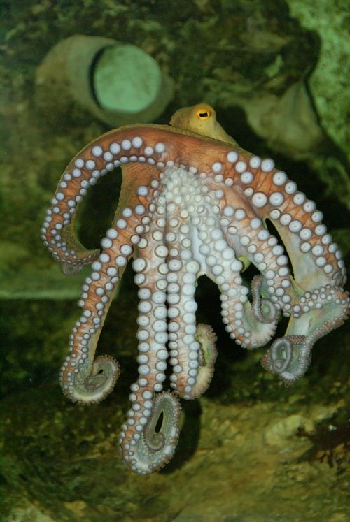 octopus underwater meeresbewohner
