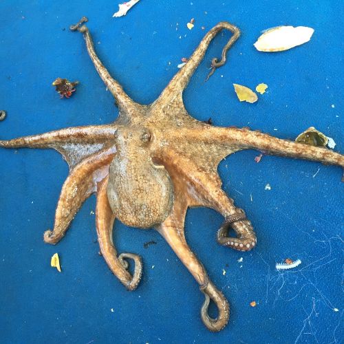 octopus polyp sepia