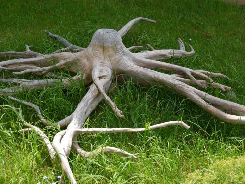 octopus wood root