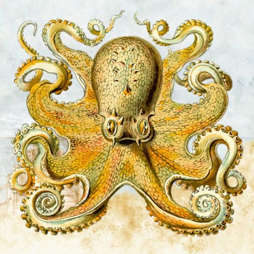 octopus design orange