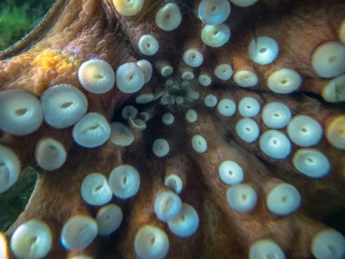 octopus aquarium fish