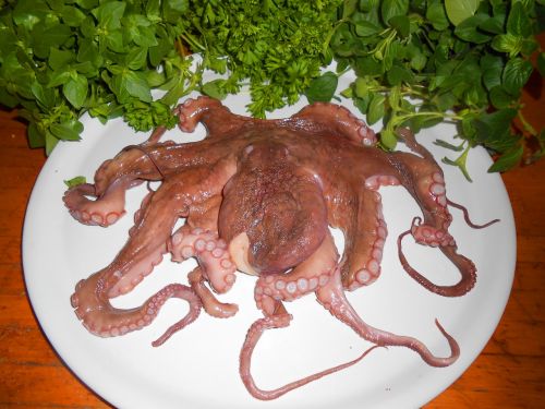 octopus fish calamari