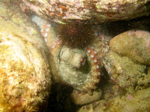 octopus sea ​​bed underwater