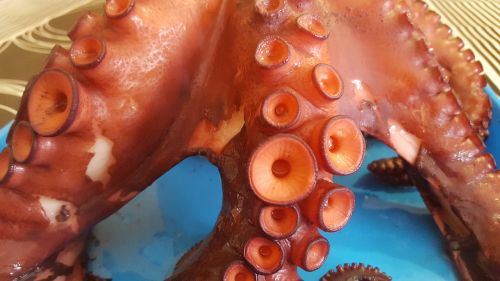 octopus galicia