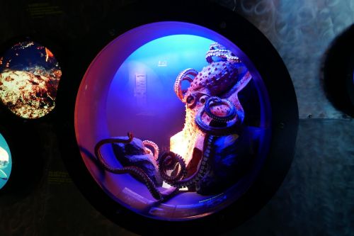 octopus sea underwater life
