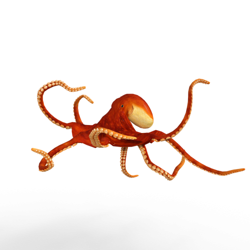 octopus meeresbewohner sea animals