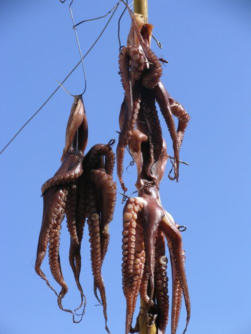octopus squid fish