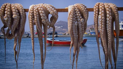 octopus fish greece