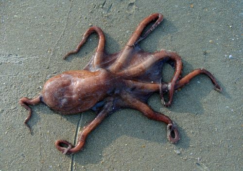 octopus beach sand