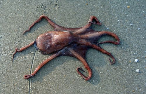octopus beach sand