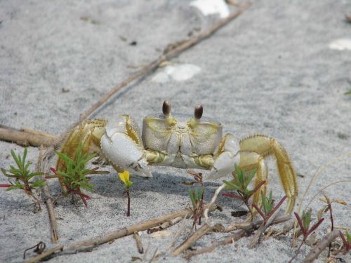 ocypode crab ghost