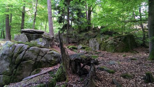 odenwald trail forest