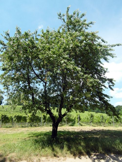 odenwald cherry fruit