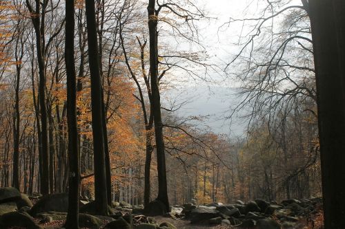 odenwald tree autumn