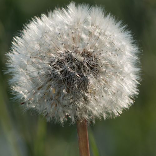 Withered Dandelion