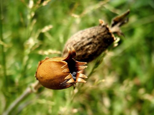 odkvetlý seeds macro