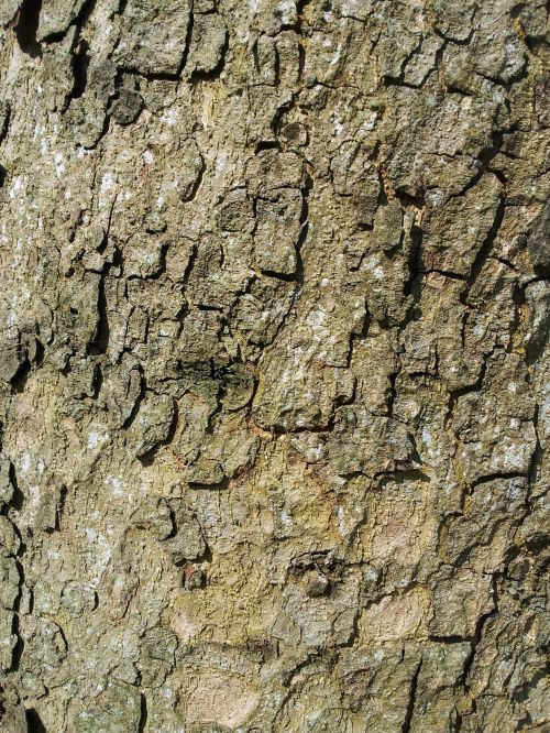 Old Tree Bark Texture