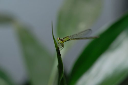 odonata  coenagrionidae  running needless to