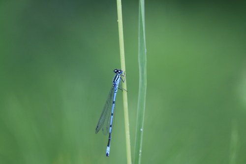 odonate  dragonfly  insects