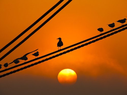 offer  sunset  seagulls