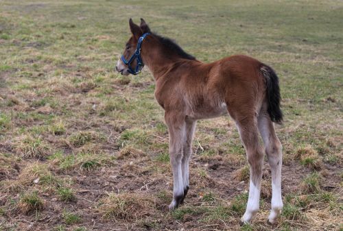 offspring the horse horse