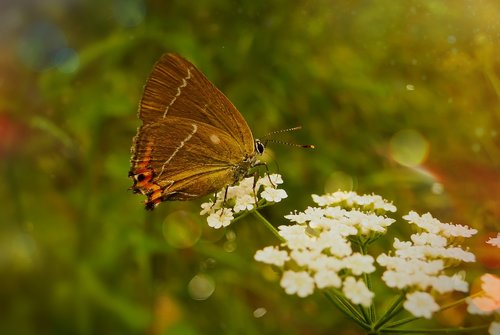 ogończyk ostrokrzewowiec  butterfly day  insect