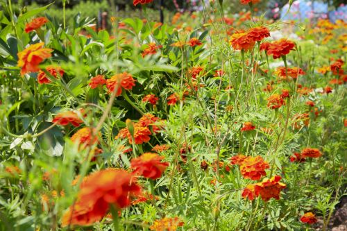 Garden Flowers