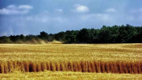 ohio wheat harvest