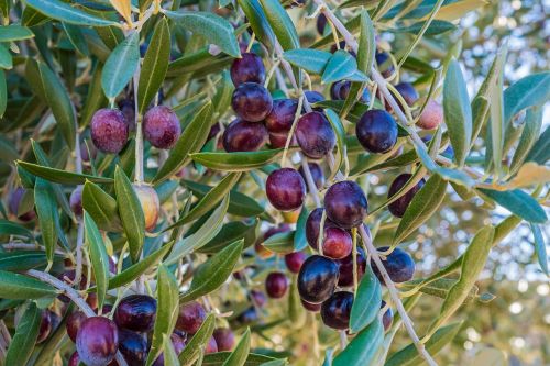 oil olives olive