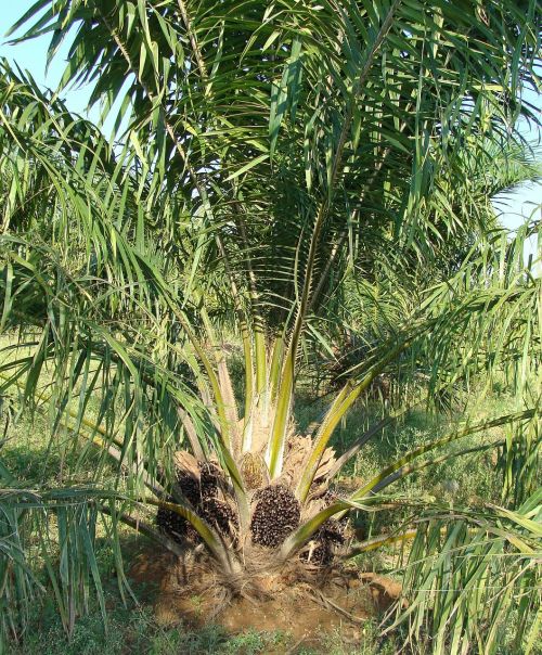 oil palm fruit bunch tree