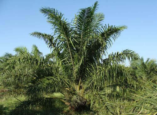 oil palm tree plantation