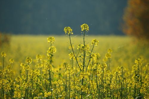 oilseed rape field of rapeseeds autumn