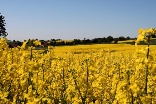 oilseed rape nature field of rapeseeds