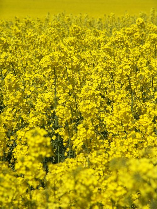 oilseed rape field harvest