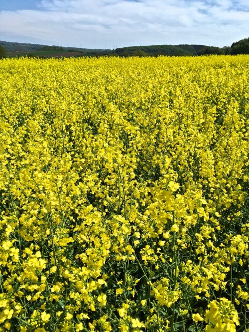 oilseed rape field of rapeseeds yellow