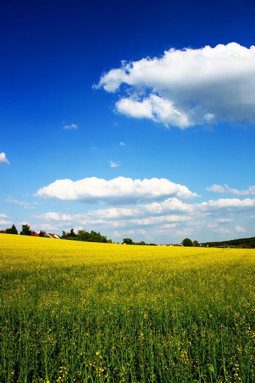 oilseed rape yellow spring