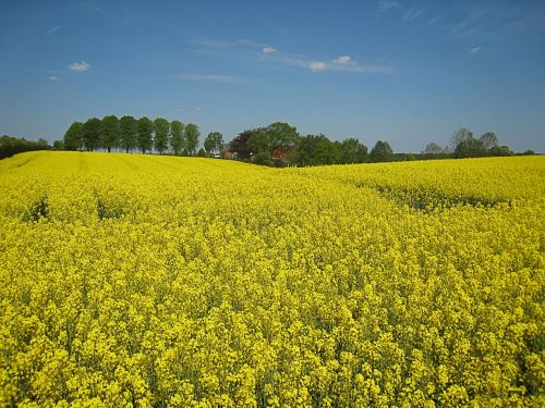 oilseed rape mecklenburg sky