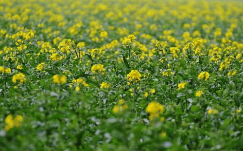 oilseed rape field of rapeseeds yellow