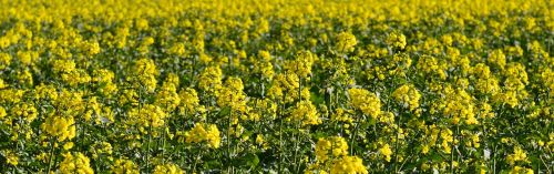 oilseed rape field of rapeseeds yellow