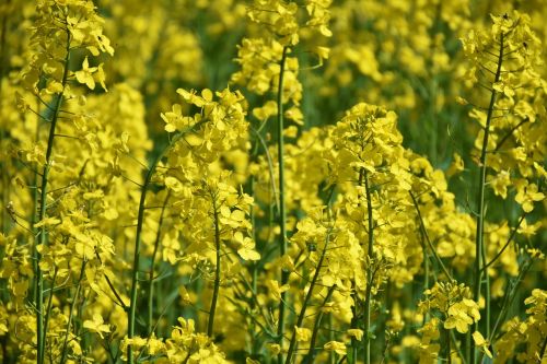 oilseed rape meadow field