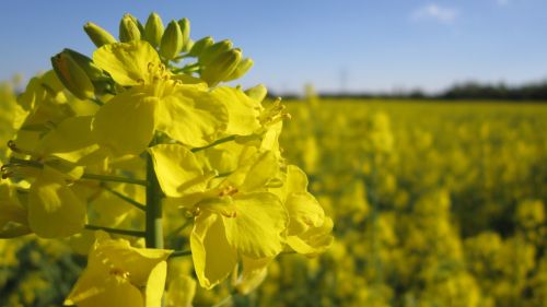 oilseed rape field of rapeseeds yellow